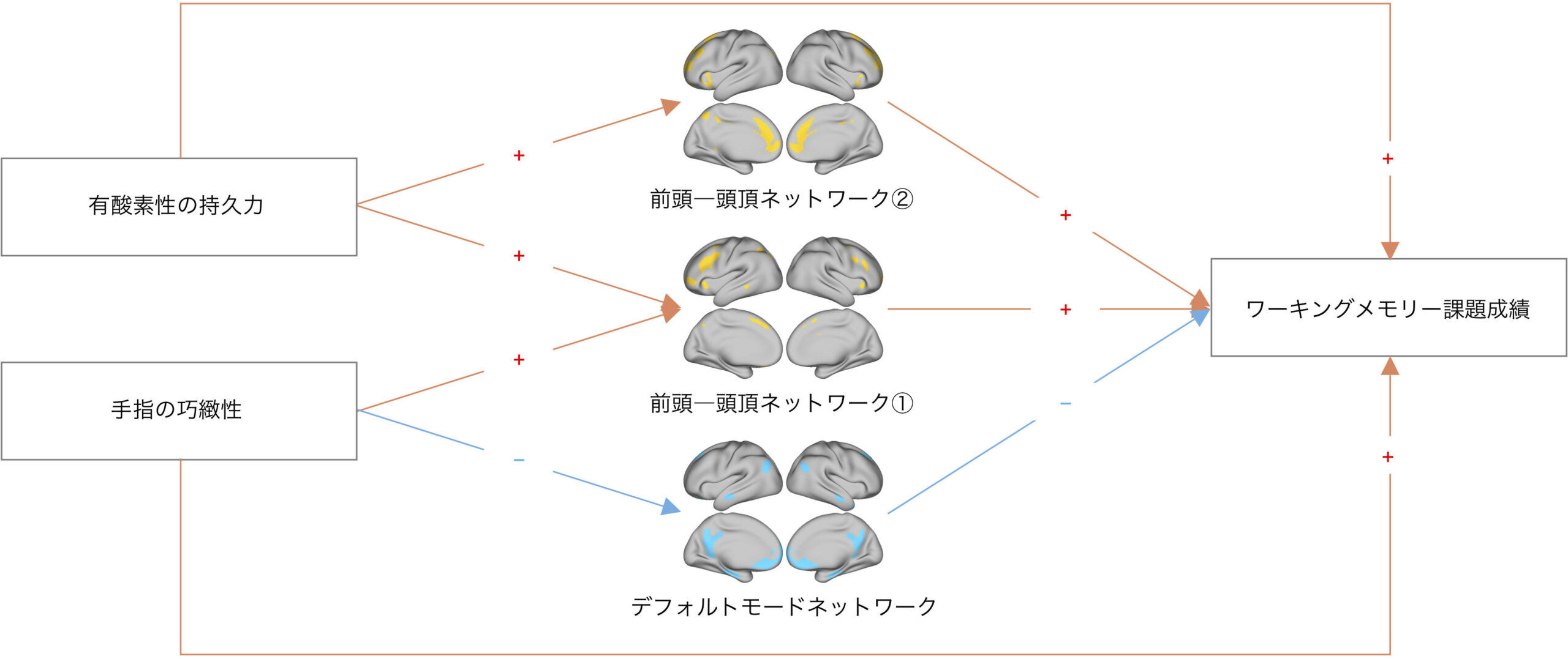 玉川大学脳科学研究所 研究成果「身体機能の高い人が、認知機能を高めている」脳の働きを解明 — 科学雑誌”NeuroImage”に論文を発表