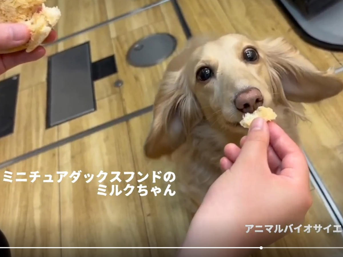 【長浜バイオ大学】犬といっしょに食べられる食パン「ワンだふる」が完成－食パン専門店「さすがにオテアゲ」と共同開発－