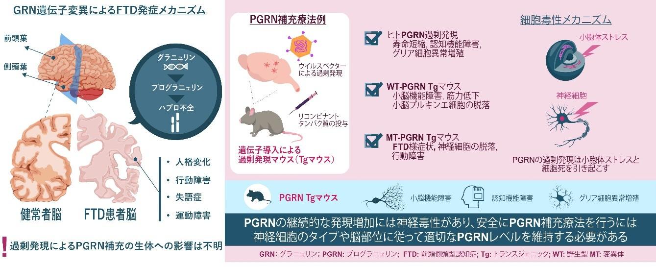 前頭側頭型認知症治療に向けたプログラニュリン補充療法の生体への影響を解明～ プログラニュリン補充療法の安全性向上への応用に期待～