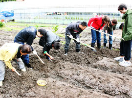 なにわ伝統野菜「吹田くわい」の収穫作業を実施します — 大阪学院大学