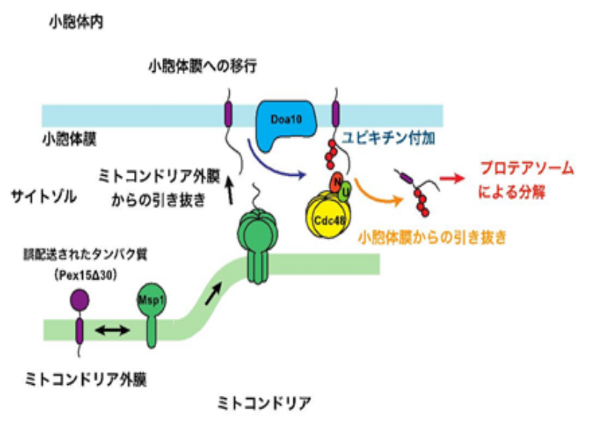 【京都産業大学】タンパク質の細胞内輸送を校正するシステムを発見 — 米国科学誌Molecular Cellに掲載