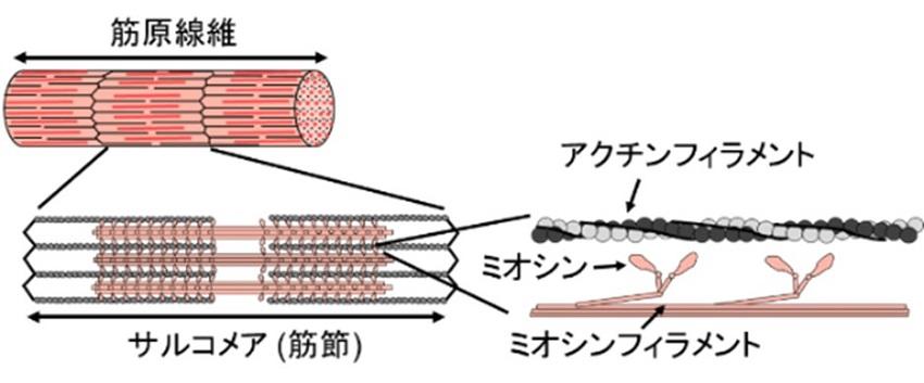 【中部大学】心筋細胞内サルコメアのカオス的振動はカルシウム変動が引き起こす—「S4C」の特定とその生理学的重要性を解明—