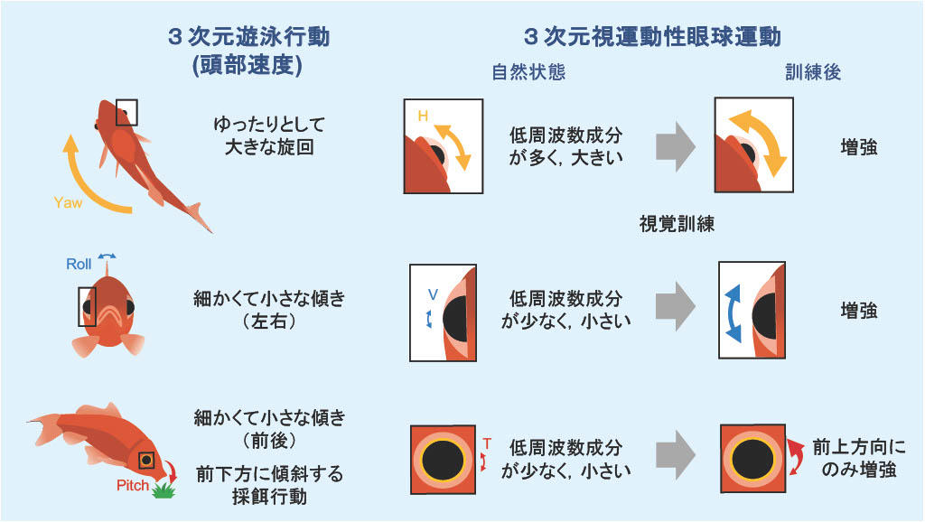 【中部大学】金魚が視覚訓練により目を3 次元的に速く動かせるようになることを発見ーヒトの空間認知，リハビリテーション研究への応用にも期待ー