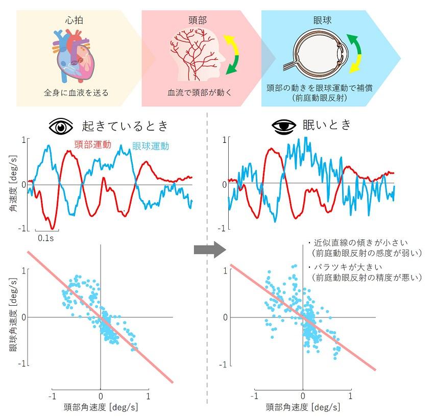 【中部大学】心拍による頭の揺れを無意識に眼球運動が補正することを発見、覚醒度との関連性も実証–眠気検知・居眠り防止の新たな技術として期待–