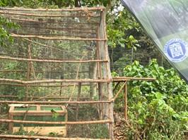 【中部大学】中部大学、ウガンダで世界初の絶滅危惧種ヨウムのGPSトラッキング放鳥に成功 ―今後の保全活動に向けて重要な一歩―