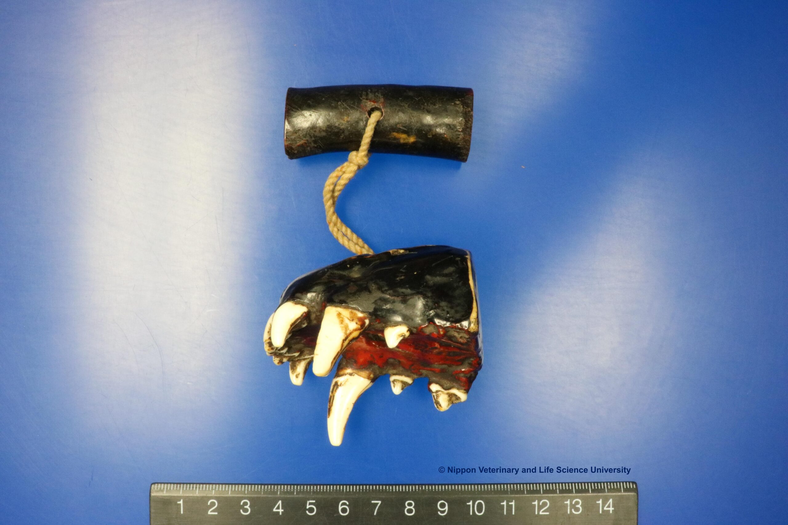 日本獣医生命科学大学の吉村久志准教授らによる調査で新たに発見されたニホンオオカミの遺物（上顎吻端部を用いた根付）が、国立科学博物館の特別展「古代DNA ―日本人のきた道―」で展示予定