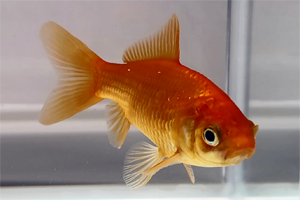 【長浜バイオ大学】「キンギョのシングルセル遺伝子発現解析で進化の謎に迫る」 — 国際科学誌「Communications Biology」（電子版）に掲載