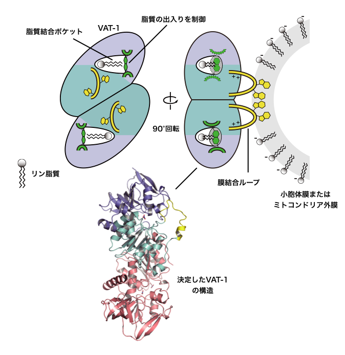 【京都産業大学】オルガネラ（細胞内器官）間のリン脂質輸送に係るヒトのタンパク質「VAT-1」の構造を決定し、その働きを解明 — 米国科学誌『Journal of Biological Chemistry』に掲載