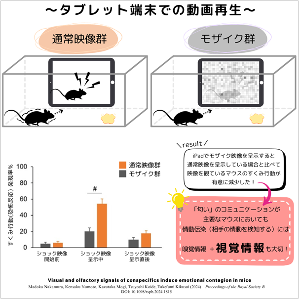 【麻布大学】マウスの情動伝染には「嗅覚」に加えて「視覚」が重要である