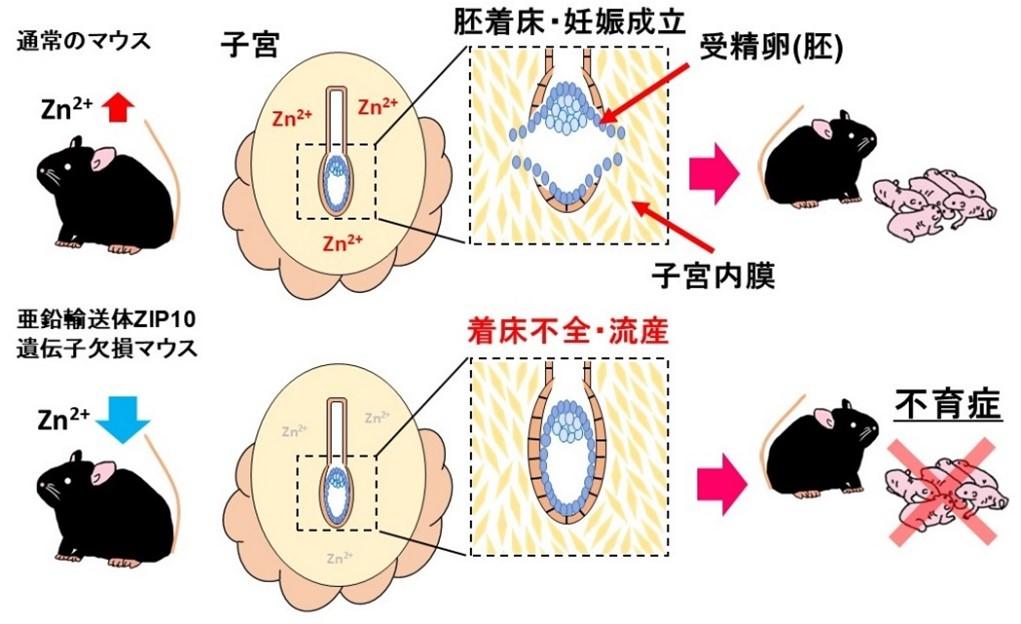 【麻布大学】不育症の原因に亜鉛が関与〜妊娠の成立には子宮内膜の亜鉛が重要である〜