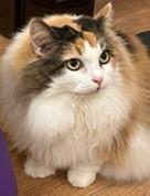 【麻布大学】研究グループが三毛猫の毛色を決める遺伝子をついに発見