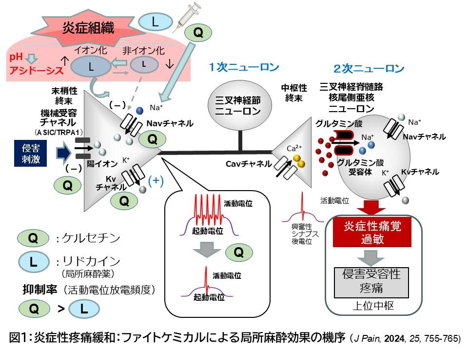 麻布大学の武田守教授が世界トップ0.5 %の研究者に選出ーScholarGPS「2024 Top Scholar」を受賞ー「炎症性疼痛研究で国際的評価」