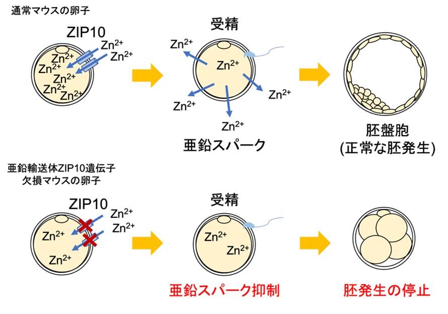 【麻布大学】受精後の胚発生には卵子内の亜鉛が重要である