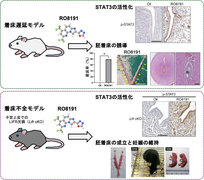 【麻布大学】受精卵（胚）の着床を誘導する効果的な化合物を発見～ヒトの不妊症や産業動物の低受胎への治療に貢献～