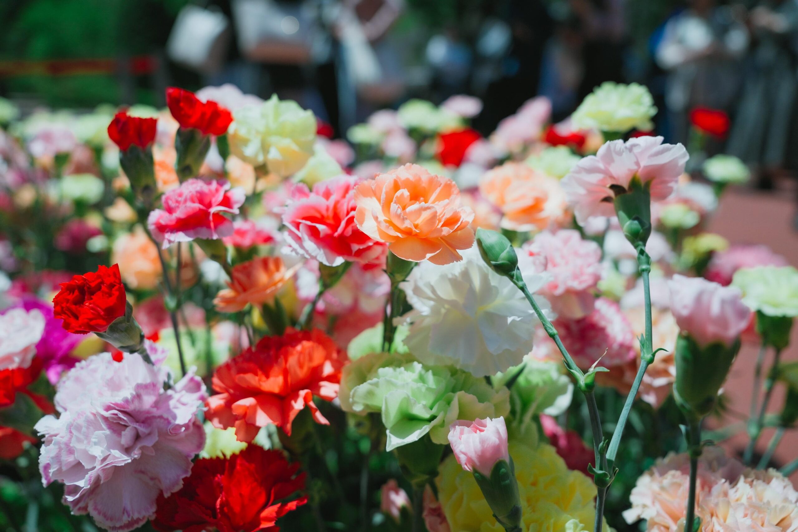 【青山学院大学】＜2025年5月9日(金) 開催＞静岡県河津町との連携による「カーネーション企画」 ～感謝の気持ちを込めて、大切な人にカーネーションを贈りませんか～