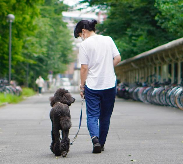 麻布大学の菊水健史教授らによる研究が科学研究費助成事業「基盤研究（S）」に採択 ～「ヒトイヌ共生によるWell-beingの向上 — 身体・向社会性・社会ネットワークの強化との関連」