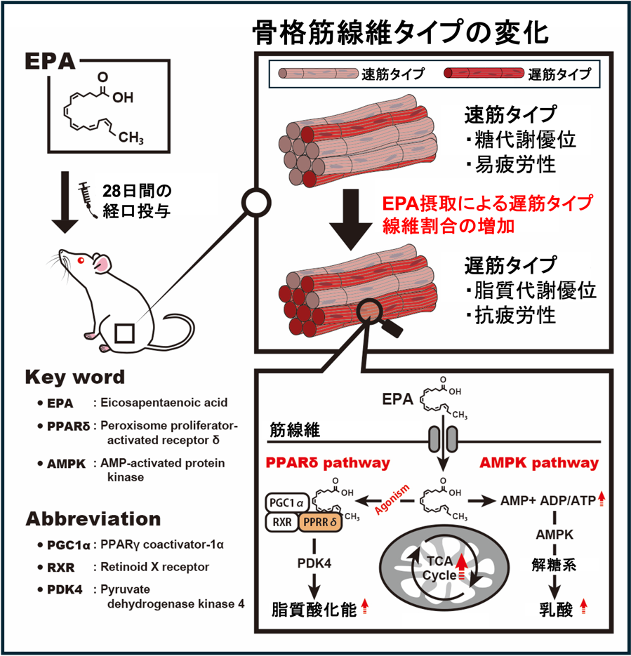 麻布大学の水野谷航准教授らの研究グループが魚油に含まれるエイコサペンタエン酸（EPA）が脂質燃焼型の抗疲労性筋線維を増加することを発見