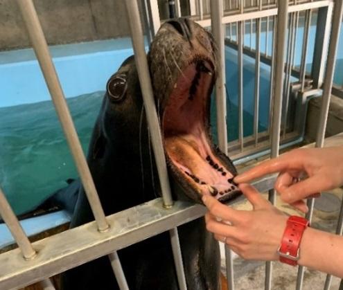 ヒトも動物も健”口”な社会へ。麻布大学が動物園・水族館動物の歯周病菌調査を開始 — ”歯周病”からヒトと動物の共生を考える「418（良い歯）プロジェクト」始動、READYFORでクラウドファンディングに挑戦中