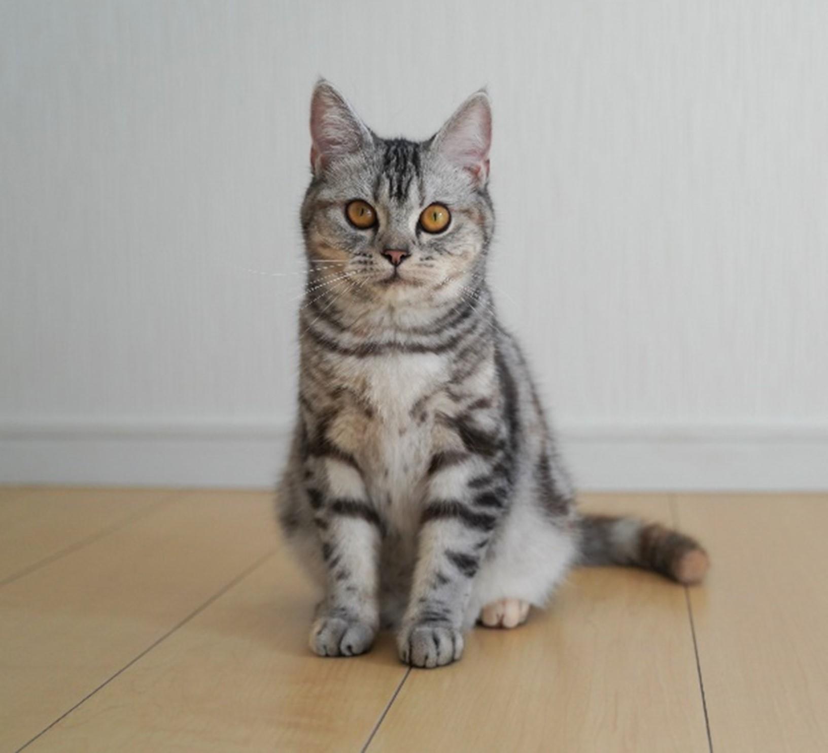 【麻布大学】イエネコの高精度なゲノム解読と未解明の遺伝子群の発見 – 動物の個別化医療へ前進