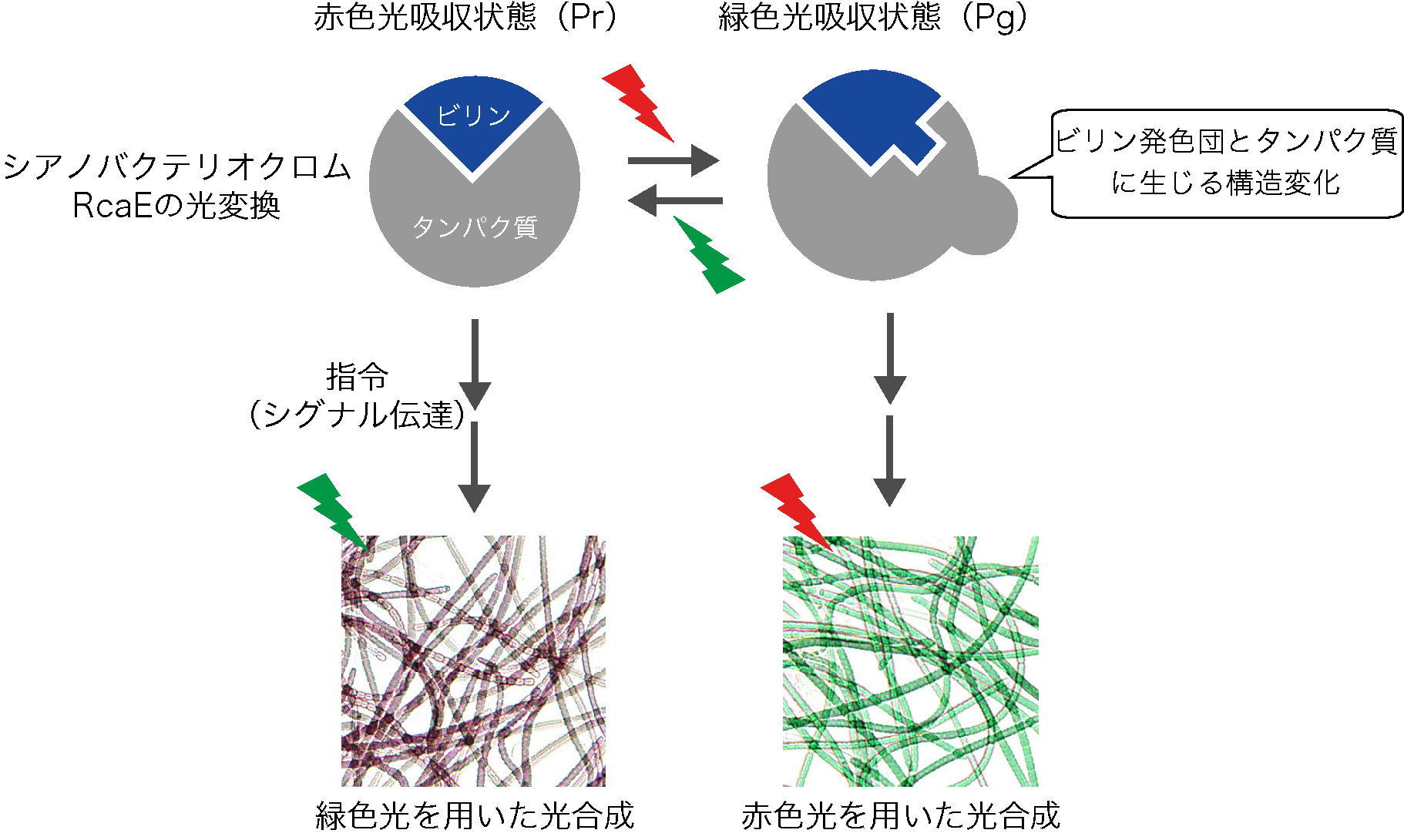 光合成を調節する光スイッチの動作するしくみを解明