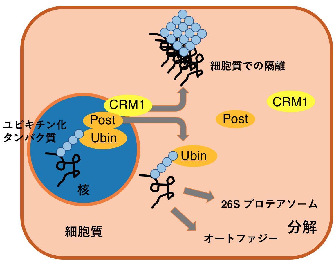 細胞の核にある異常なタンパク質を外に運ぶ新たな仕組みを発見！「UBIN-POST（郵便ポスト）」と命名 — 京都産業大学 —