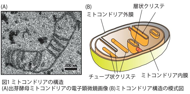 ミトコンドリアのクリステを作る仕組みの一端を解明 — 京都産業大学