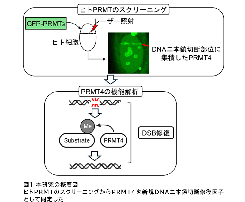 【東京工科大学】DNA修復、特にDNA二本鎖切断の修復を促進する新規因子PRMT4/CARM1を発見