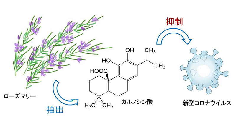 ローズマリー由来のカルノシン酸が新型コロナを抑制する可能性新たな作⽤メカニズムを論⽂発表 — 東京工科大学応用生物学部