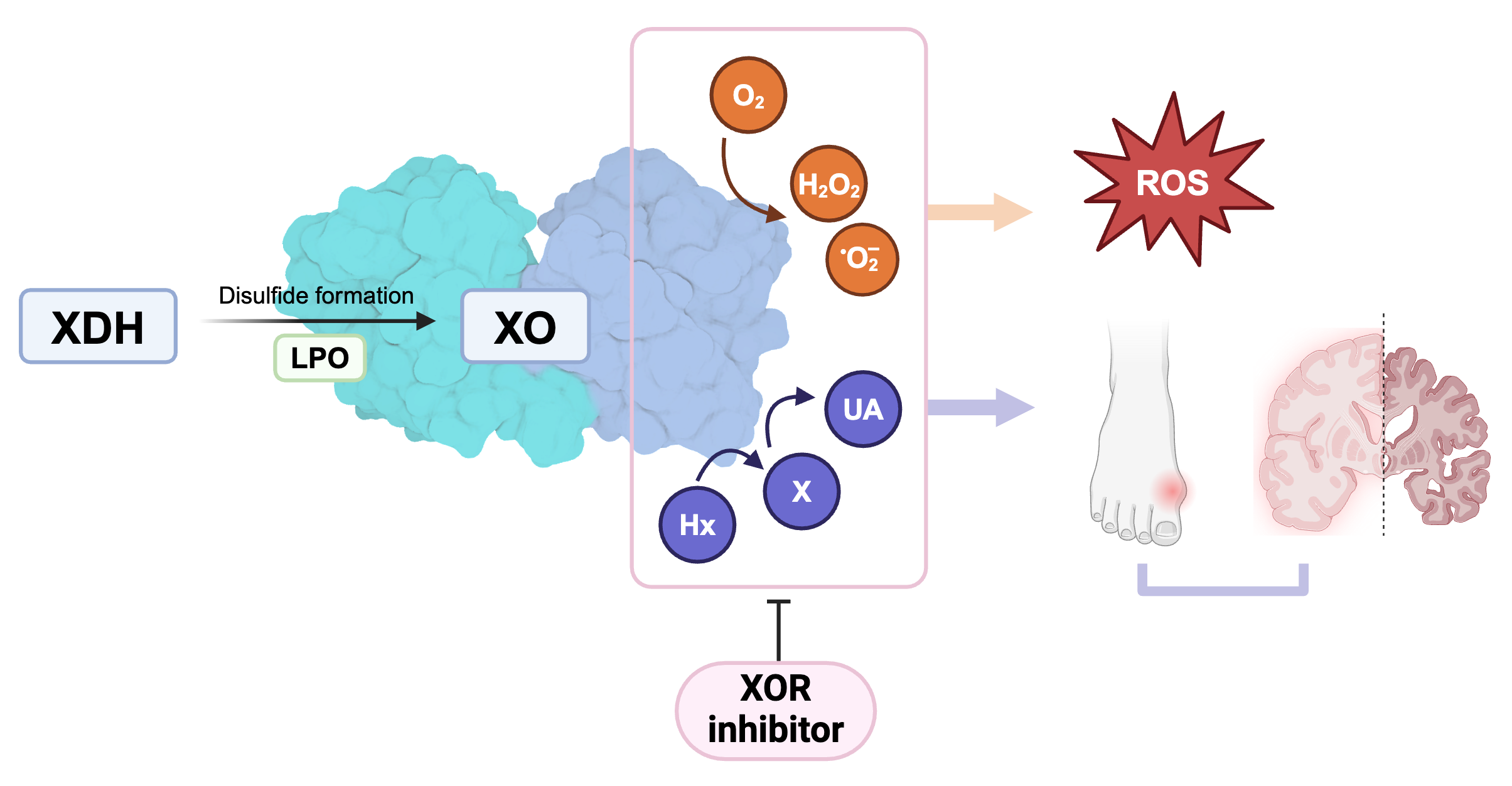 尿酸値と神経変性疾患発症リスクとの関連を明らかに〜ヒトの脳におけるプリンサルベージ経路の重要性の証明及びその増強による新たな進行防止戦略〜