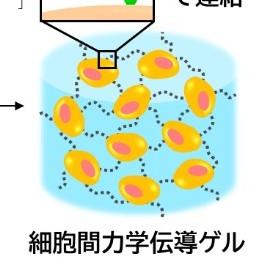 【甲南大学】革新的な再生医療技術を開発！ 生体で発生する力学刺激を活用して移植細胞の組織再生能力を引き出す ― 研究成果が英国科学誌『Nature Communications』に掲載 ―