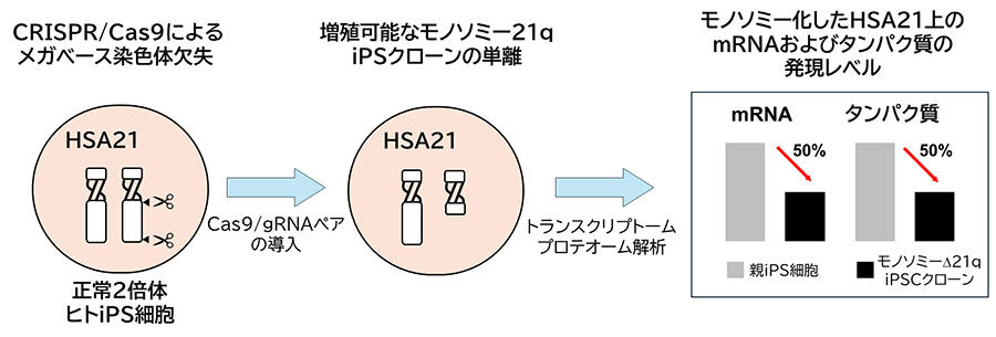 ヒト21番染色体部分モノソミーiPS 細胞の作製に成功 ～ヒト染色体欠失症やダウン症の機序解明や治療標的発見への応用を期待