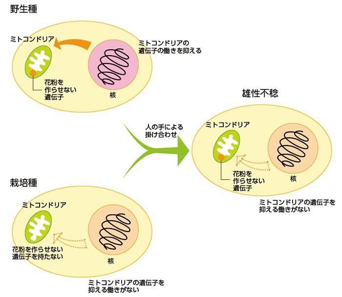 【京都産業大学】山岸博名誉教授らの研究グループが、アブラナ科の野生植物におけるミトコンドリアゲノムの種内変異を詳しく解明 — 国際学術雑誌「Genome」に掲載