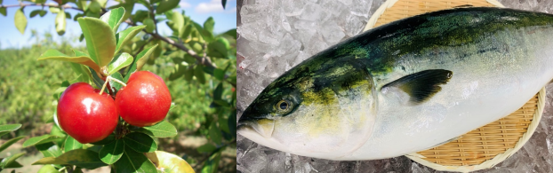 近畿大学とニチレイフーズが”爽やかな味わい”の「アセロラぶり」を共同開発　1月30日（土）からスーパー「ベイシア」全店舗で限定発売