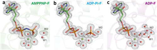 【東京薬科大学】蛋白質アクチンの高分解能構造とATP加水分解反応メカニズムの解明 — 地球上の生命の最も重要な化学反応の一つの理解の前進 —