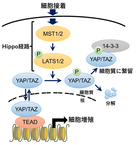 リジン長鎖アシル化による新規転写制御機構の発見 — 転写因子TEADを標的とした新たながん治療法開発に期待 —