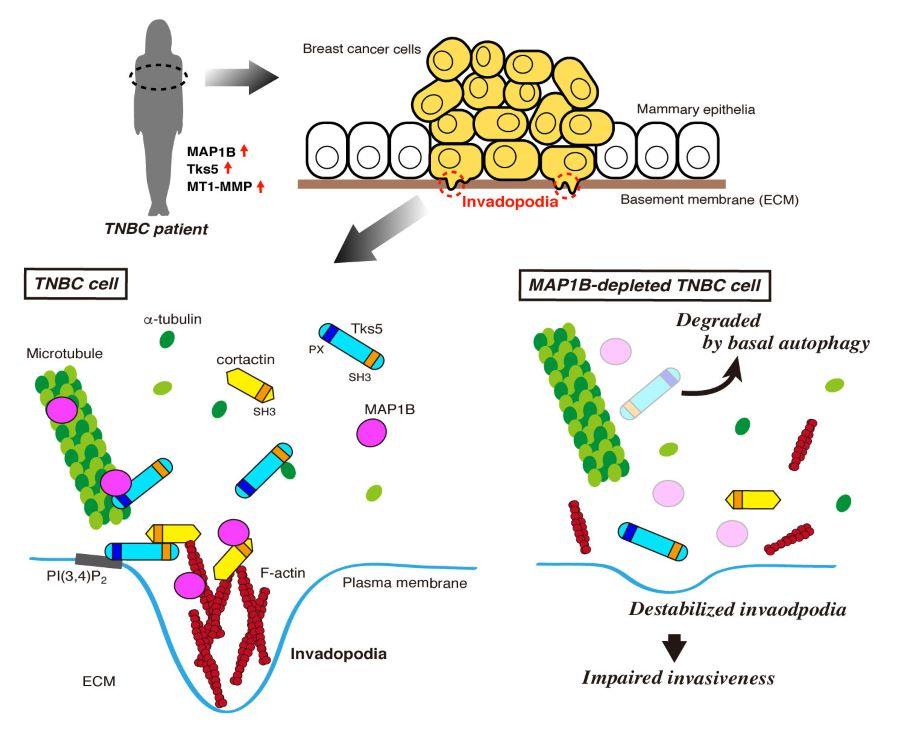 【東京薬科大学】トリプルネガティブ乳がんの浸潤・転移機構の一端を解明–トリプルネガティブ乳がんの新たな診断・治療法の開発に期待–
