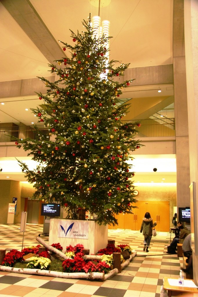 明治大学に高さ８メートルのモミの木を使ったクリスマスツリーが登場　～１２月２４日まで設置、キャンパスに冬の彩り～