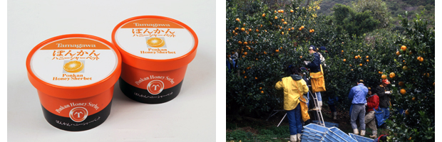 「Tamagawaぽんかんハニーシャーベット」２月１日（月）新発売──玉川大学