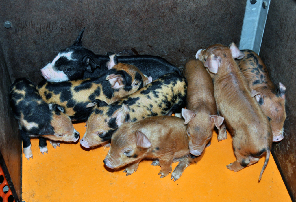 明治大学が人気ブランド豚「トウキョウＸ」の凍結受精卵による子豚の出産に初成功！――東京都農林総合研究センターとの共同研究