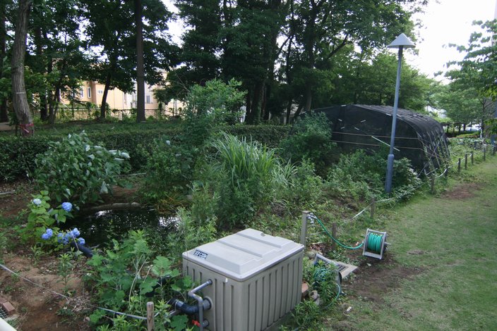 聖学院大学が６月１３日・１４日に「ほたる祭り」を開催　――「ホタルのビオトープ」で地域の人々と“ホタルの再生”に取り組む