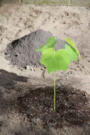 ２０１０年８月６日─　ヒロシマ被爆「アオギリ」を神奈川大学の学生がキャンパスに植樹