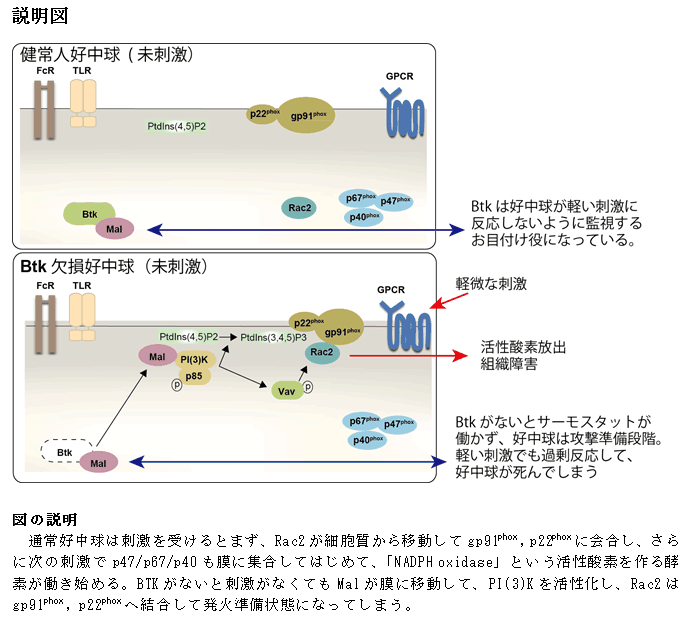東京医科歯科大学が好中球の過剰反応を抑える鍵になる分子を明らかに――好中球由来の活性酸素による炎症や組織障害、および重症細菌感染症での好中球減少症を制御できる可能性も