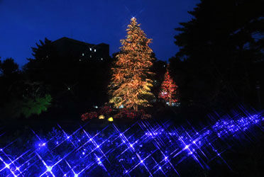 冬の夜空にきらめく玉川学園クリスマスツリー点灯　～１１月２８日から１２月２５日まで～