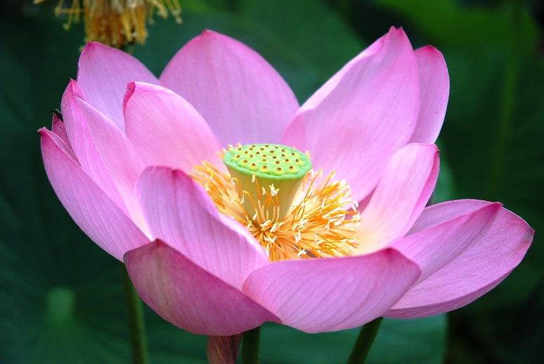 ものつくり大学のキャンパスで、季節の花々を楽しむ――春には桜、初夏には蓮の花も