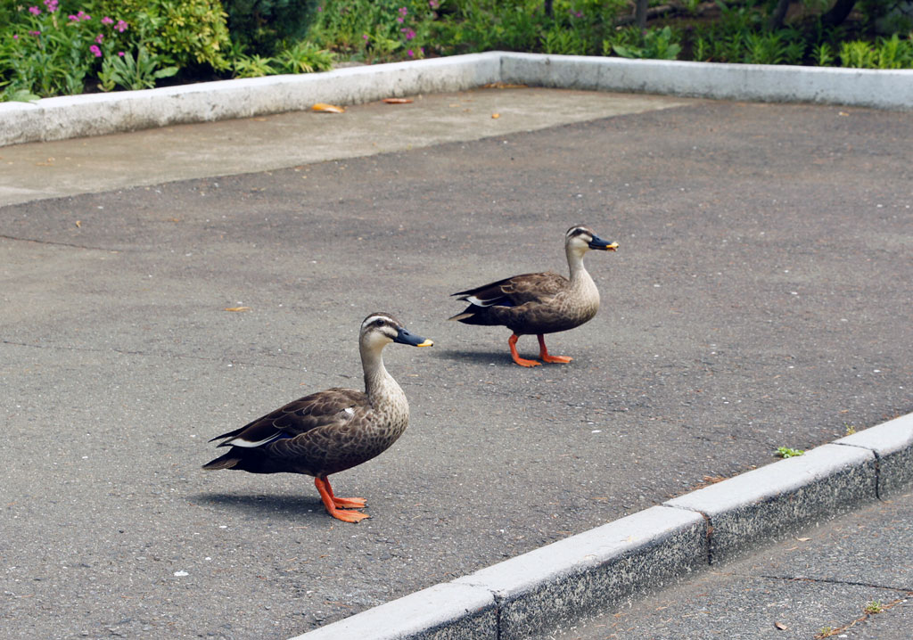 昭和女子大学の「昭和之泉」にカルガモのヒナが誕生――8羽の成長を同大職員らが見守る