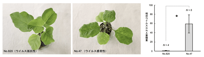 世界初！ 新しいウイルス抵抗性遺伝子をナスから特定　世界中の農作物のウイルス病被害低減に繋がる成果