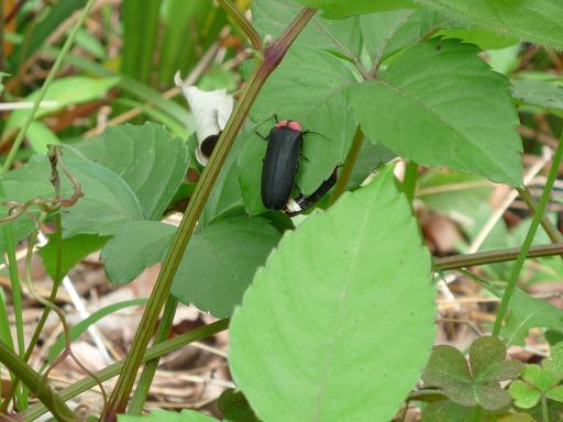 聖学院大学が６月１２日・１３日に「ほたる祭り」２００９を開催
