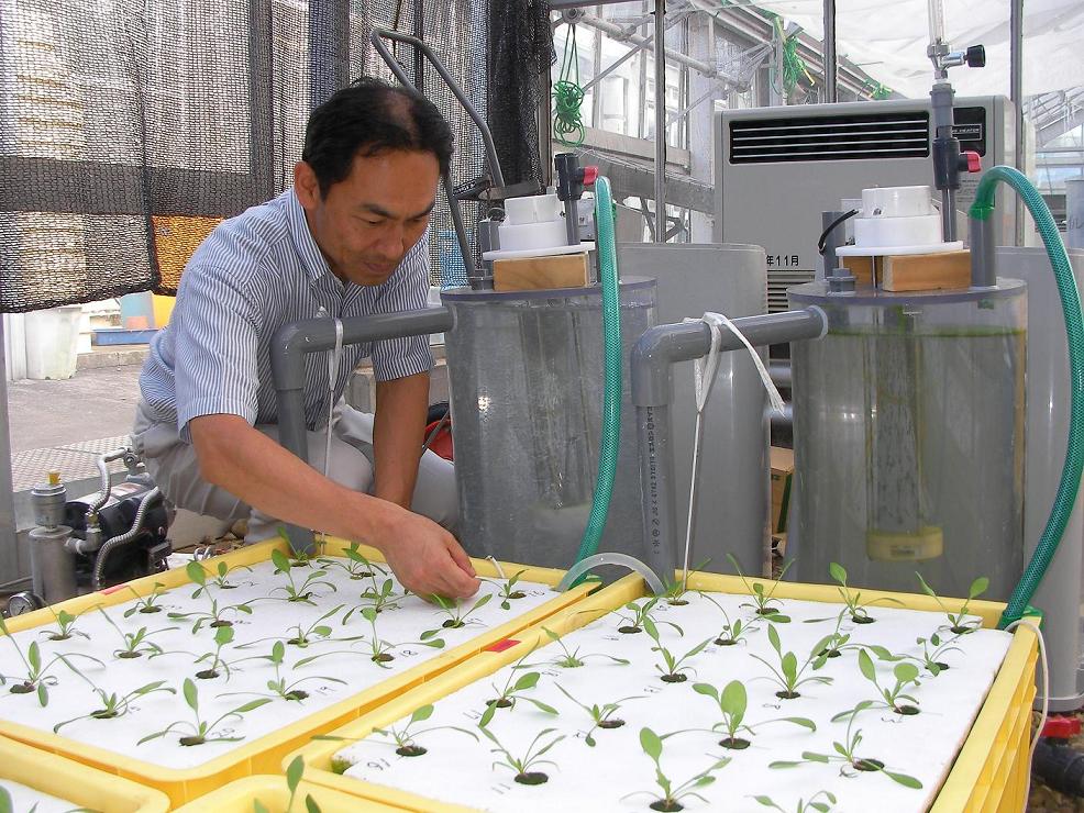 目には見えない魔法の泡「マイクロバブル」で、青果物の残留農薬除去に成功！　水耕栽培での病原菌の殺菌も　～明治大学農学部アグリサイエンス研究室　９月２６日の園芸学会で発表～