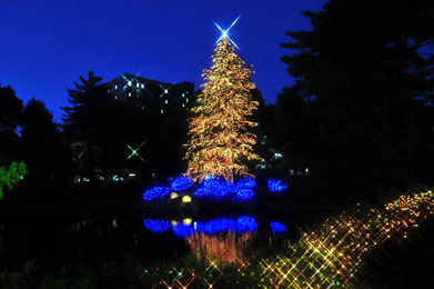 玉川学園が夜空にきらめくクリスマスツリーを点灯――１９ｍのヒマラヤスギに約５万球の電球が灯る
