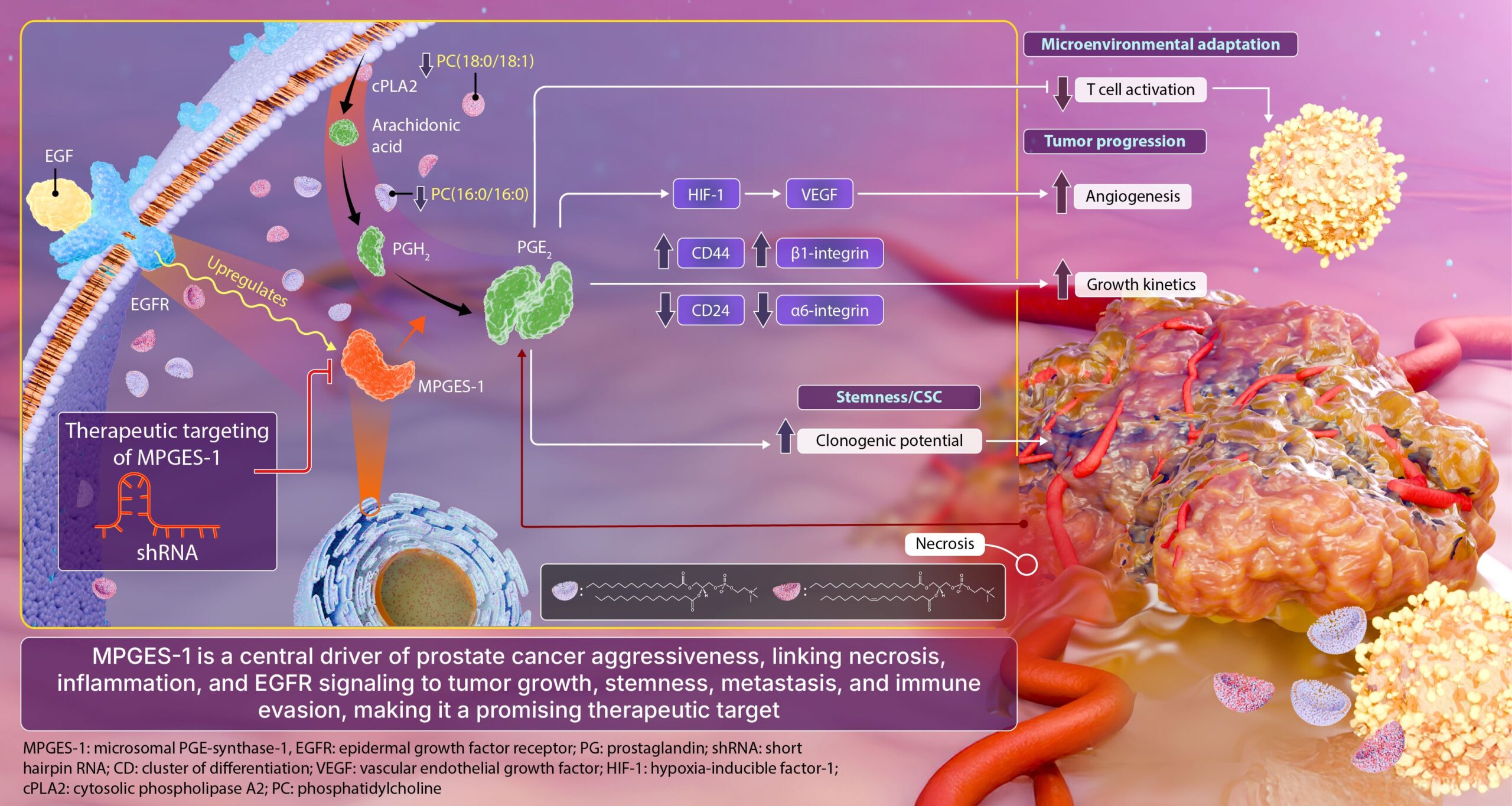 昭和女子大学が参加する共同研究グループが難治性前立腺がんの新たな治療標的としての可能性を発見